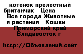 котенок прелестный британчик › Цена ­ 12 000 - Все города Животные и растения » Кошки   . Приморский край,Владивосток г.